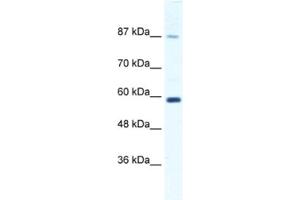 Western Blotting (WB) image for anti-Kinesin Family Member 23 (KIF23) antibody (ABIN2460846) (KIF23 抗体)