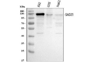 Western blot analysis of SAGE1 using anti-SAGE1 antibody (ABIN7602679). (SAGE1 抗体  (AA 94-633))
