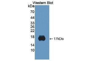 Western Blotting (WB) image for anti-Sialic Acid Binding Ig-Like Lectin 10 (SIGLEC10) (AA 571-697) antibody (ABIN3201748) (SIGLEC10 抗体  (AA 571-697))