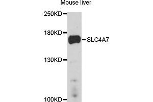 Western blot analysis of extract of mouse liver cells, using SLC4A7 antibody. (SLC4A7 抗体)