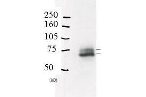 Western Blotting (WB) image for anti-E3 ubiquitin-protein ligase RAD18 (RAD18) (C-Term) antibody (ABIN2452086) (RAD18 抗体  (C-Term))