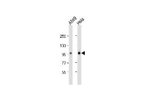 All lanes : Anti-NR3C1 Antibody (C-term) at 1:1000 dilution Lane 1: A549 whole cell lysate Lane 2: Hela whole cell lysate Lysates/proteins at 20 μg per lane. (Glucocorticoid Receptor 抗体  (C-Term))
