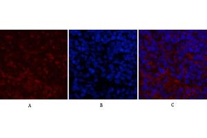 Immunofluorescence analysis of mouse spleen tissue. (ENO2/NSE 抗体)