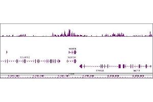 Histone H4K8ac antibody (pAb) tested by ChIP-Seq. (Histone H4 抗体  (acLys8))