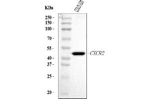 Western blot analysis of CXCR2 using anti-CXCR2 antibody (ABIN7599093).