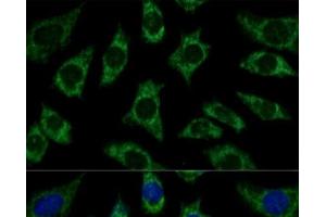 Immunofluorescence (IF) image for anti-Electron-Transfer-Flavoprotein, beta Polypeptide (ETFB) antibody (ABIN7258866)