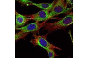 Immunofluorescence analysis of NIH/3T3 cells using ABL2 mouse mAb (green). (ABL2 抗体)