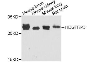 Western blot analysis of extracts of various cell lines, using HDGFRP3 antibody (ABIN5995765) at 1/1000 dilution. (HDGFRP3 抗体)