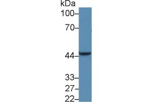 Western blot analysis of Rat Liver lysate, using Human PDK1 Antibody (5 µg/ml) and HRP-conjugated Goat Anti-Rabbit antibody ( (PDK1 抗体  (AA 233-430))