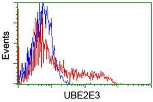 Image no. 2 for anti-Ubiquitin-Conjugating Enzyme E2E 3 (UBE2E3) antibody (ABIN1501621) (UBE2E3 抗体)