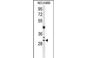 Western blot analysis of CCNB1IP1 Antibody in NCI-H460 cell line lysates (35ug/lane) (CCNB1IP1 抗体  (C-Term))