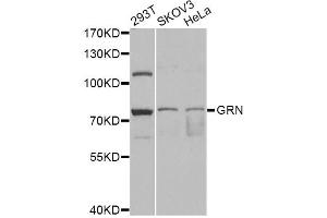 Western blot analysis of extracts of various cell lines, using GRN antibody (ABIN6292502) at 1:1000 dilution. (Granulin 抗体)