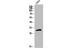 Western Blot analysis of COLO cells using Olfactory receptor 5H15 Polyclonal Antibody (OR5H15 抗体  (C-Term))