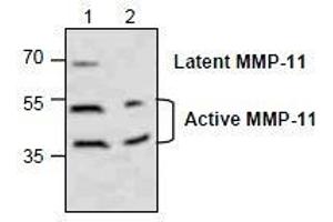 AP26350PU-N: Western blot analysis of MMP-11 in Jurkat cell lysate (Lane 1 & 2). (MMP11 抗体)