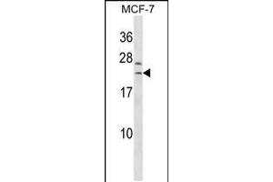 Western blot analysis in MCF-7 cell line lysates (35ug/lane). (SAP30L 抗体  (AA 106-134))