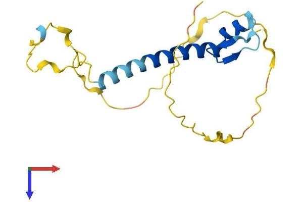 SNRPC Protein (AA 1-159) (His tag)