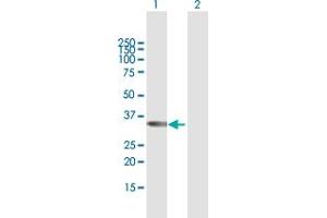 Western Blot analysis of TBX20 expression in transfected 293T cell line by TBX20 MaxPab polyclonal antibody. (TBX20 抗体  (AA 1-297))