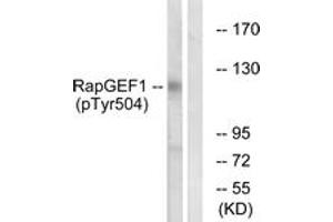 Western Blotting (WB) image for anti-Rap Guanine Nucleotide Exchange Factor (GEF) 1 (RAPGEF1) (AA 470-519), (pTyr504) antibody (ABIN1531697)