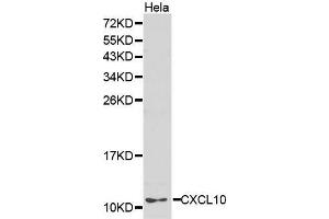 Western Blotting (WB) image for anti-Chemokine (C-X-C Motif) Ligand 10 (CXCL10) (AA 20-98) antibody (ABIN6218547) (CXCL10 抗体  (AA 20-98))