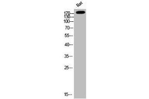 Western Blot analysis of Rat cells using Phospho-IRS-1 (S794) Polyclonal Antibody (IRS1 抗体  (pSer794))