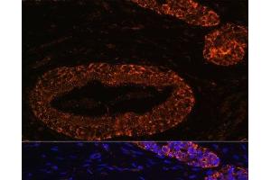 Immunofluorescence analysis of Human breast using RNF31 Polyclonal Antibody at dilution of 1:100 (40x lens). (RNF31 抗体)