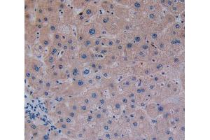Used in DAB staining on fromalin fixed paraffin- embedded liver tissue (GP2 抗体  (AA 307-512))