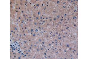 Used in DAB staining on fromalin fixed paraffin- embedded liver tissue (GP2 抗体  (AA 307-512))