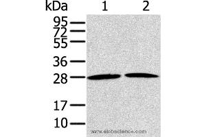 Western blot analysis of NIH/3T3 and A431 cell, using RRAS2 Polyclonal Antibody at dilution of 1:200 (RRAS2 抗体)