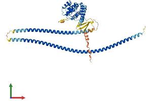 Protein Structure (PS) image for RUN and FYVE Domain Containing 3 (RUFY3) (AA 1-469) protein (His tag) (ABIN7555306)