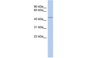 WB Suggested Anti-SIRT7 Antibody Titration:  0. (SIRT7 抗体  (Middle Region))
