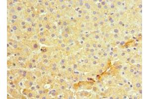 Immunohistochemistry of paraffin-embedded human liver tissue using ABIN7159417 at dilution of 1:100 (MANF 抗体  (AA 25-182))