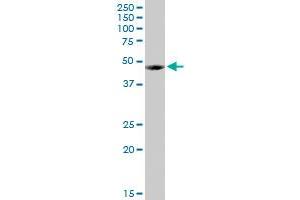 FUCA1 MaxPab rabbit polyclonal antibody. (FUCA1 抗体  (AA 1-461))