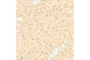 Immunohistochemistry of paraffin embedded mouse liver using RAPGEF5 (ABIN7075365) at dilution of 1:700 (300x lens) (GFR 抗体)