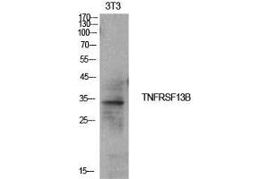 Western Blot (WB) analysis of NIH-3T3 cells using CD267 Polyclonal Antibody. (TACI 抗体  (Internal Region))