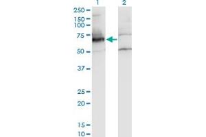 Western Blot analysis of NXF2 expression in transfected 293T cell line by NXF2 monoclonal antibody (M01A), clone 4F5-3A2. (NXF2 抗体  (AA 1-626))