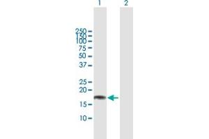 Western Blot analysis of CLDN1 expression in transfected 293T cell line by CLDN1 MaxPab polyclonal antibody. (Claudin 1 抗体  (AA 1-211))