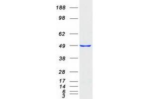 Western Blotting (WB) image for Eukaryotic Translation Termination Factor 1 (ETF1) protein (Myc-DYKDDDDK Tag) (ABIN2720569)