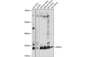 Western blot analysis of extracts of various cell lines, using DPP antibody (ABIN7266743) at 1:1000 dilution. (DPPA2 抗体  (AA 1-200))