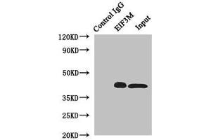Western Blotting (WB) image for anti-Eukaryotic Translation Initiation Factor 3, Subunit M (EIF3M) (AA 1-374) antibody (ABIN7152171)