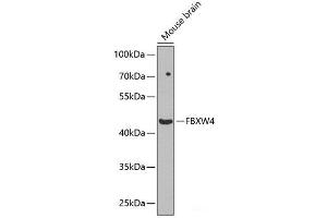 Western blot analysis of extracts of Mouse brain using FBXW4 Polyclonal Antibody at dilution of 1:1000. (FBXW4 抗体)