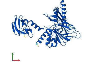 AlphaFold protein structure predicition of Mouse Recombinant Bbox1 Protein, UniprotID Q924Y0