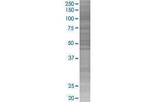 Western Blotting (WB) image for IRF3 293T Cell Transient Overexpression Lysate(Denatured) (ABIN1332390)