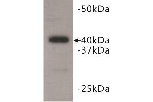 Western Blotting (WB) image for anti-BMI1 Polycomb Ring Finger Oncogene (BMI1) antibody (ABIN1854963) (BMI1 抗体)
