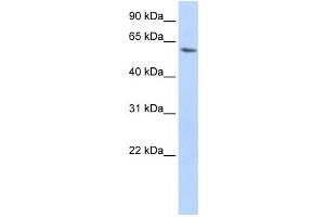 Western Blotting (WB) image for anti-LSM14A, SCD6 Homolog A (LSM14A) antibody (ABIN2459875) (LSM14A 抗体)