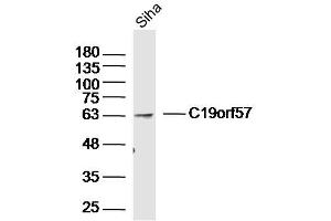 Siha lysates probed with C19orf57 Polyclonal Antibody, Unconjugated  at 1:300 dilution and 4˚C overnight incubation. (C19ORF57 抗体  (AA 1-100))