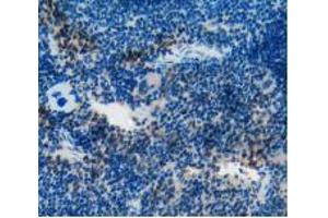 IHC-P analysis of Mouse Spleen Tissue, with DAB staining. (CD55 抗体  (AA 47-286))