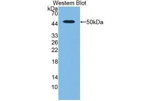 Western blot analysis of the recombinant protein. (PLAU 抗体  (AA 17-432))