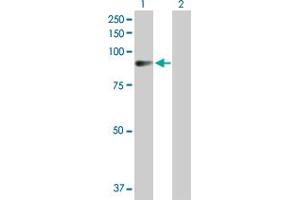 Western Blot analysis of AMOT expression in transfected 293T cell line by AMOT MaxPab polyclonal antibody.