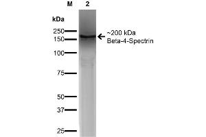 Western Blot analysis of COS-Beta-4-Spectrin-His showing detection of ~ 200 kDa Beta-4-Spectrin protein using Mouse Anti-Beta-4-Spectrin Monoclonal Antibody, Clone S393-2 . (SPTBN4 抗体  (AA 1621-1832) (Biotin))
