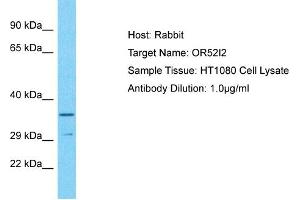 Western Blotting (WB) image for anti-Olfactory Receptor, Family 52, Subfamily I, Member 2 (OR52I2) (N-Term) antibody (ABIN2791834)